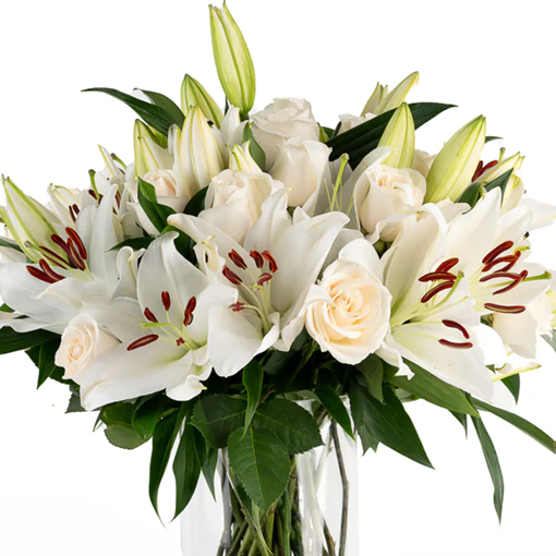 Lily Blush Harmony